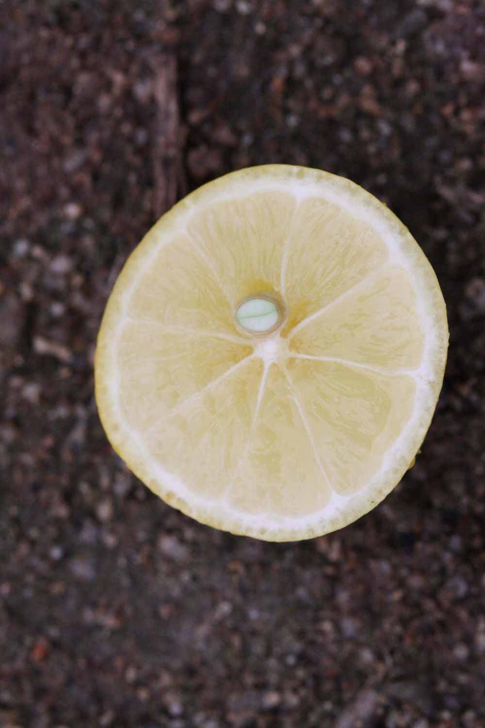              Fruit cross-section of  Citrus     aurantifolia   x    Fortunella    sp. (Eustis, Riverside,   CA)       